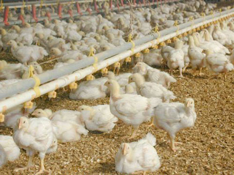 Insecurity: Over 400 Poultry Farms Shut In Katsina