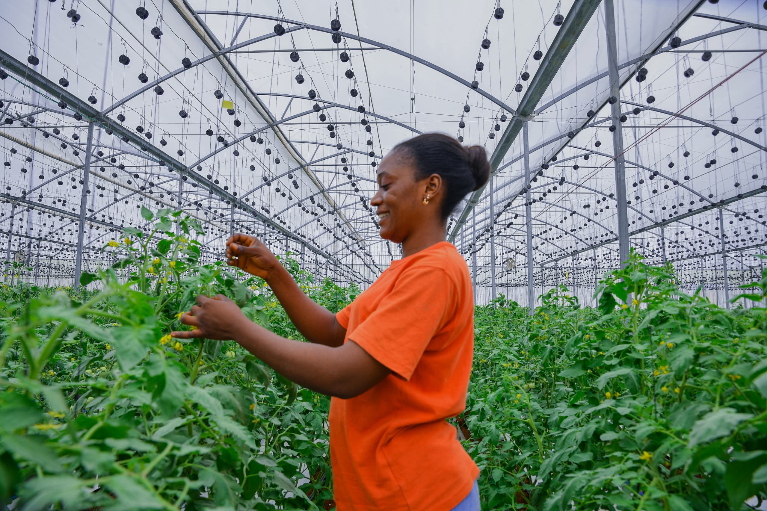 Excitement In Taraba As ‘Cucumber Farm’ Records Bumper Harvest